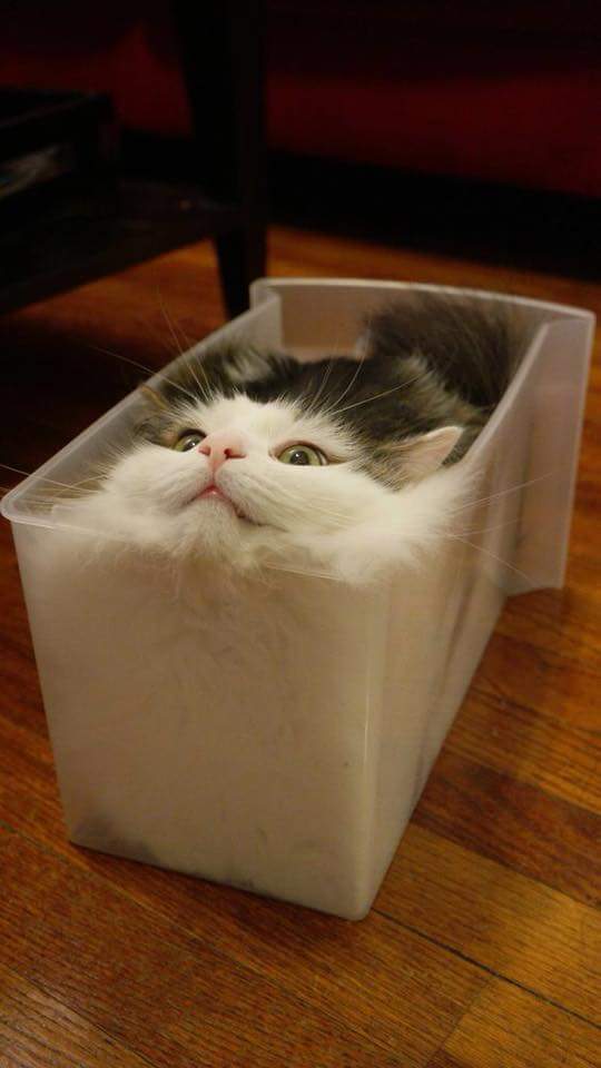 고양이집 이미지
