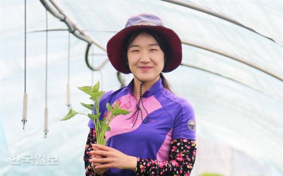 강보람고구마 이미지
