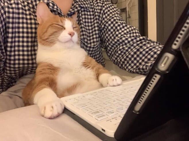 묭실 이미지