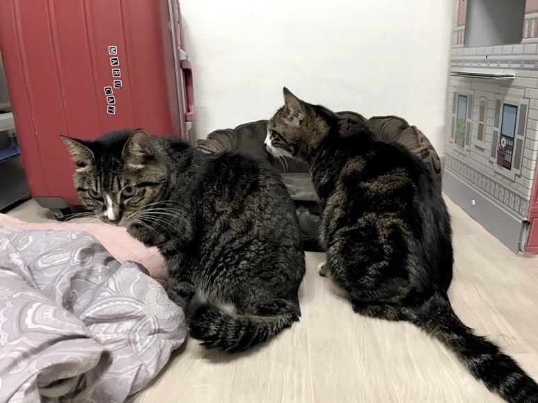 친구처럼호프 이미지