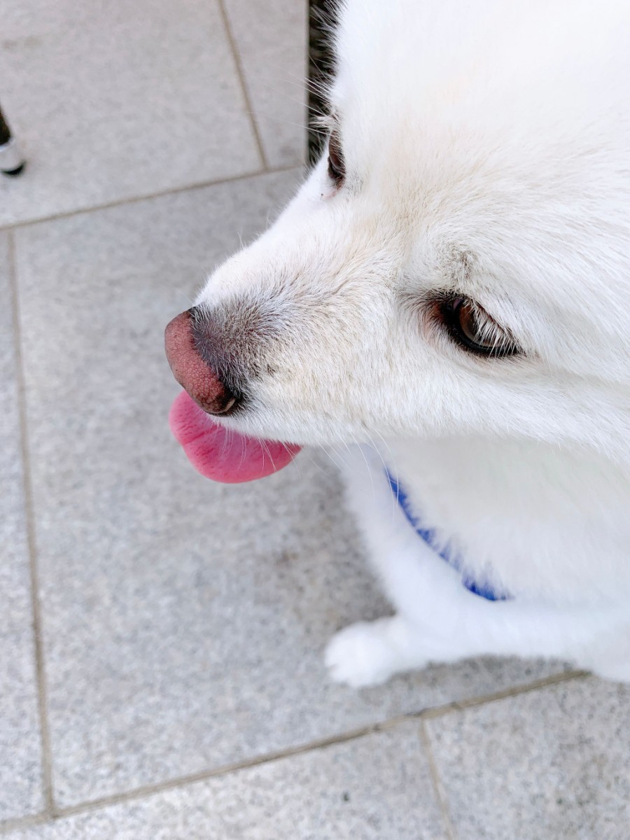 모니모니 이미지