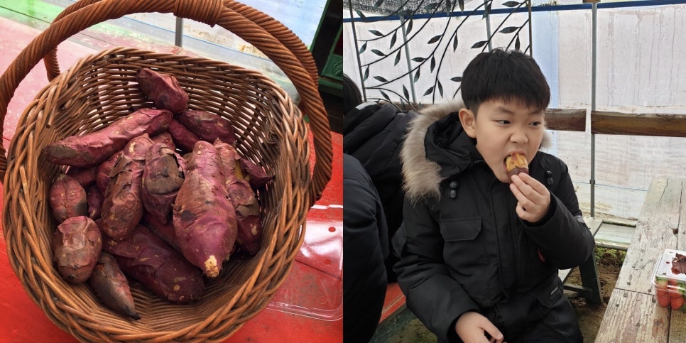 곤마스터짐 이미지