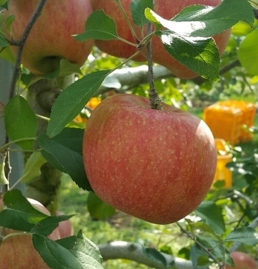 청송필농원 이미지