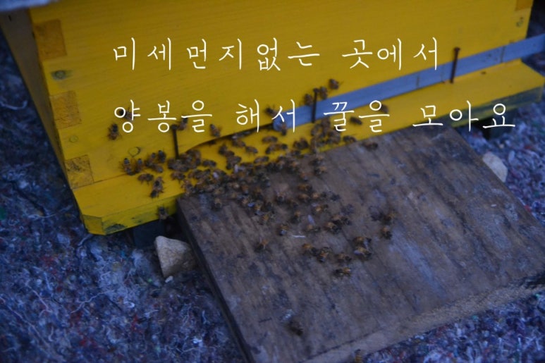 강원도흑염소 이미지