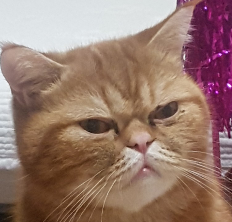 금보야 이미지