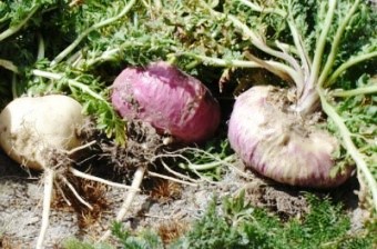 백세식품(주) 이미지
