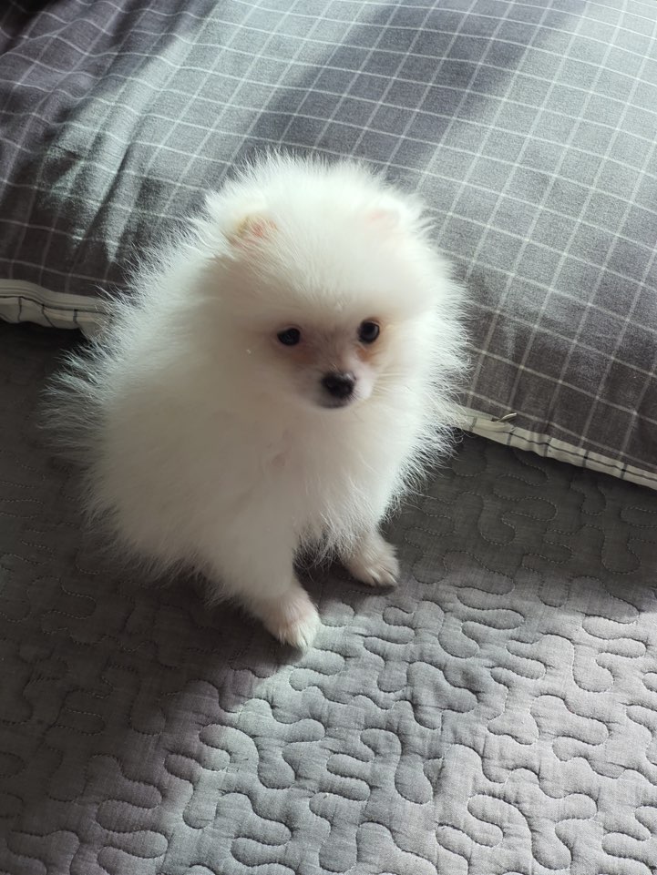코코멍 이미지
