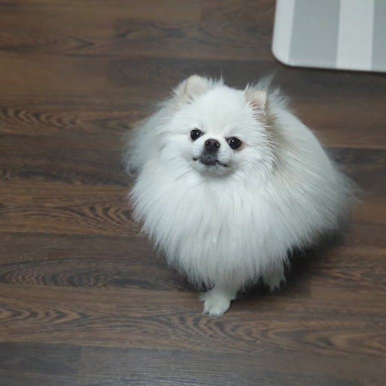 루이션 이미지