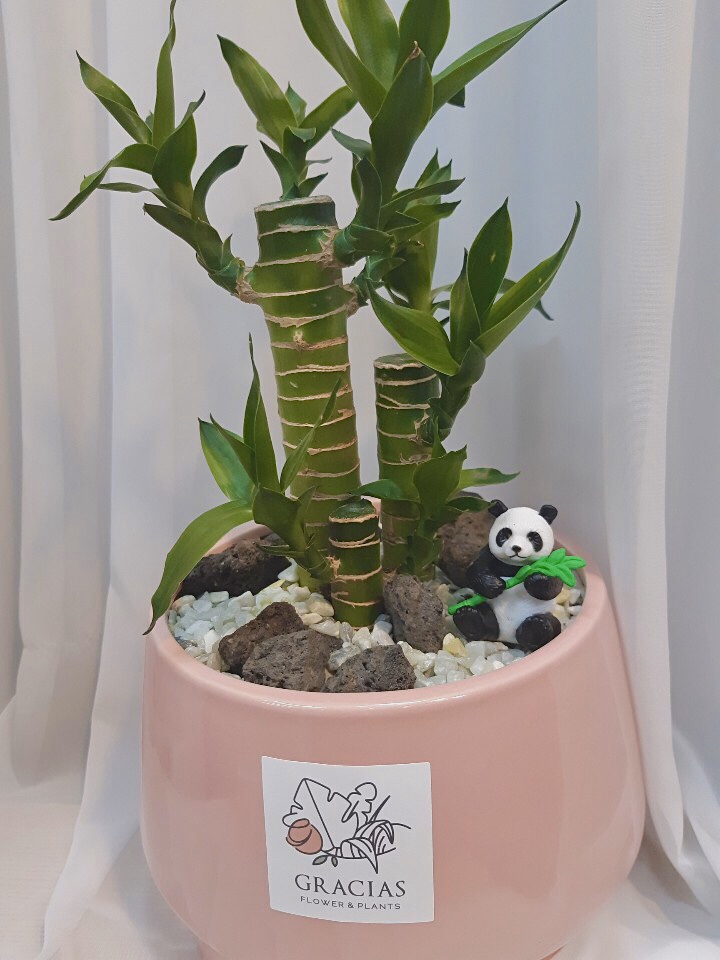 그라시아스꽃집 이미지