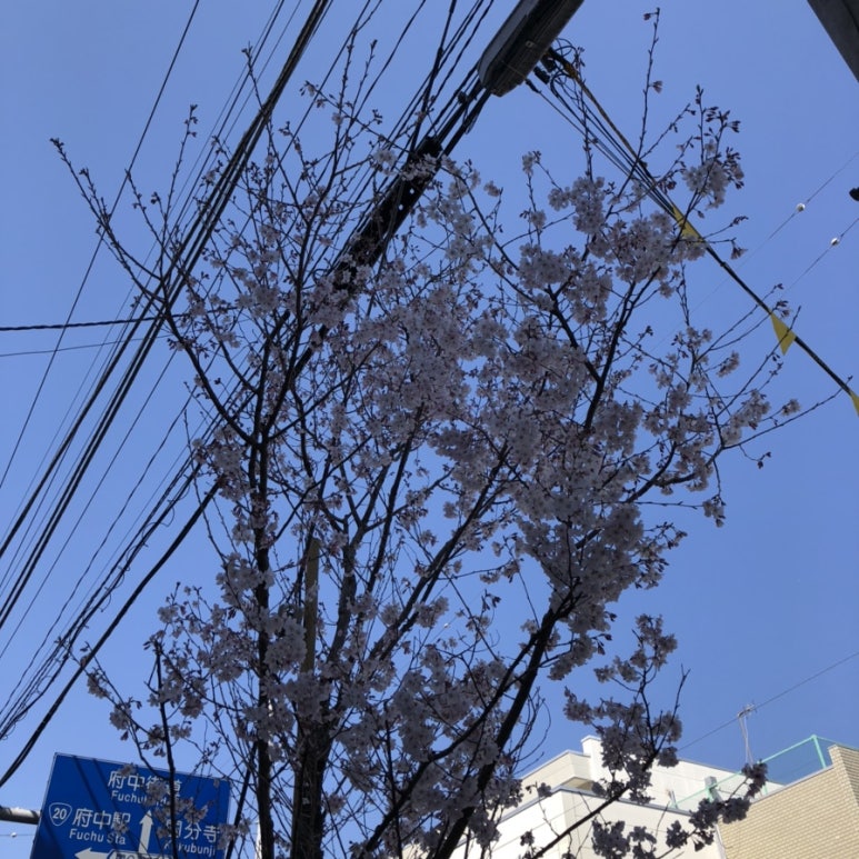 봄이네구제 이미지