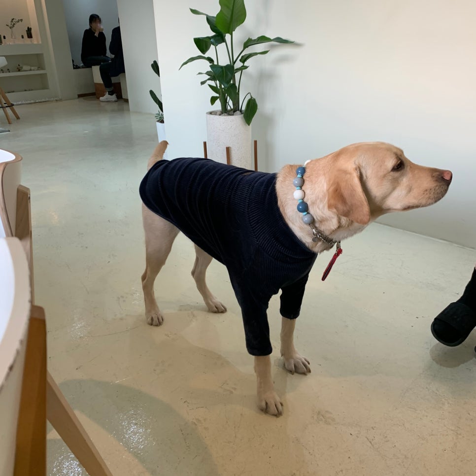 초코상점 이미지