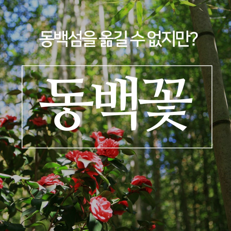 대성조경농원 이미지