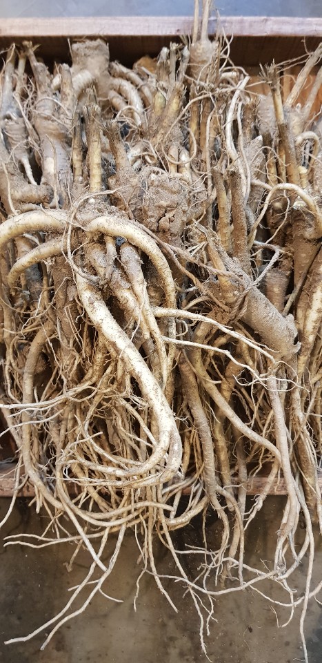 지리산청솔식품 이미지
