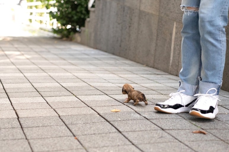 닥스훈트(DACHS HUND) 이미지