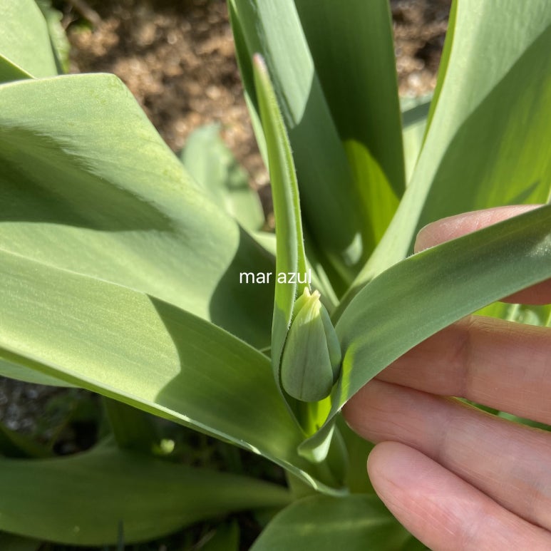 마르아줄 이미지