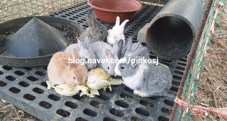 패패놀이터 이미지