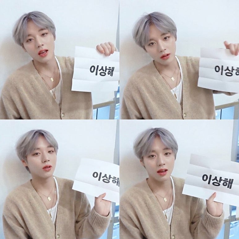 단델리온 이미지