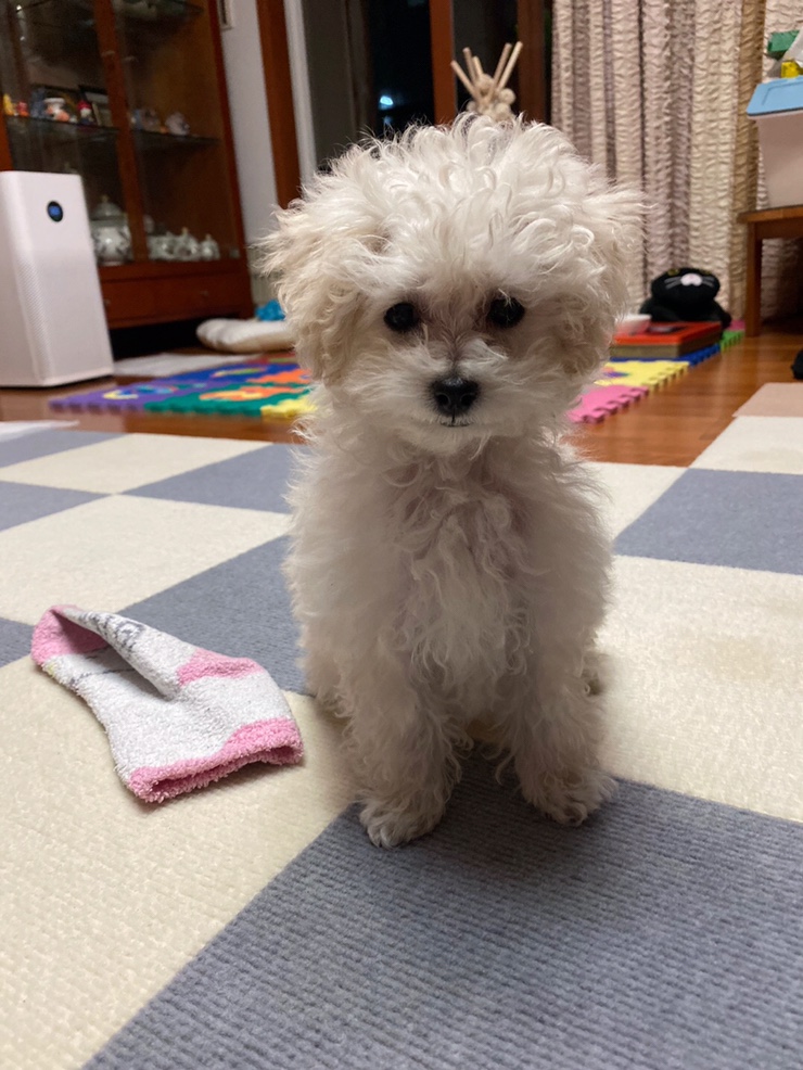 젤라이프 이미지