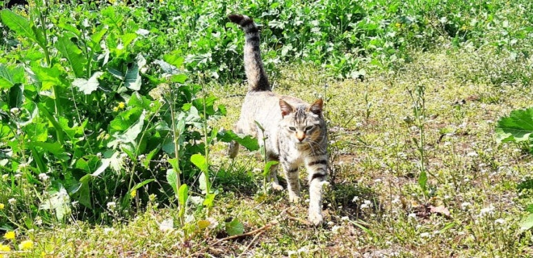 축산이야기 이미지