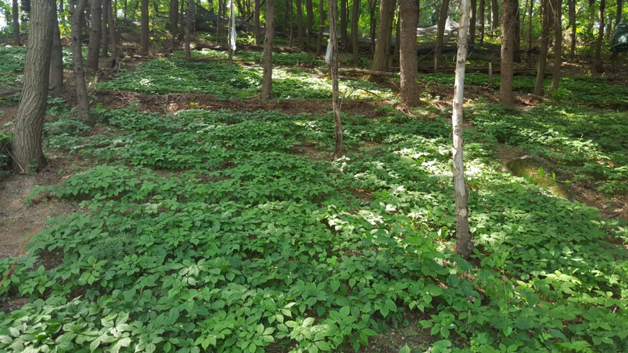 강원백운산삼농원 이미지