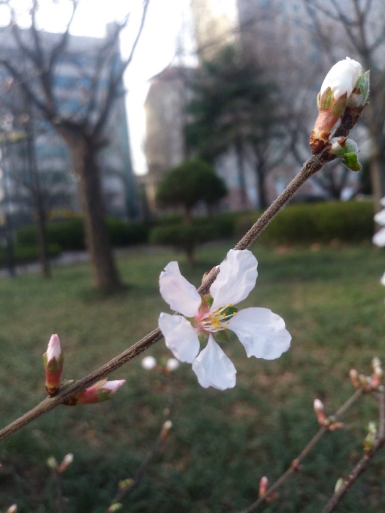 올레향 이미지