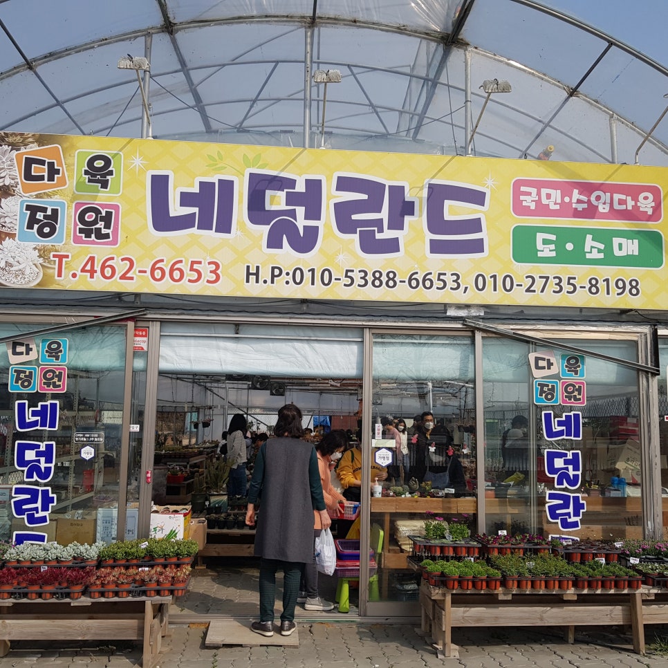 다육정원네덜란드 이미지