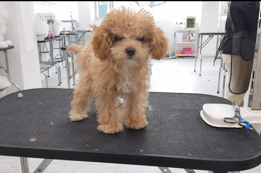 큐브애견미용학원 이미지