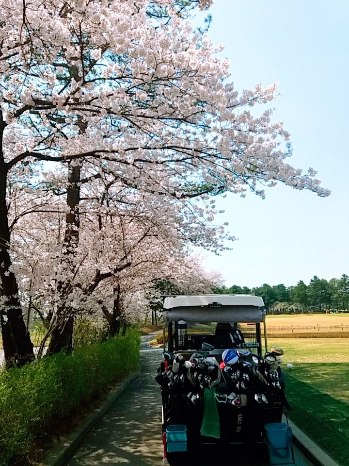 벚꽃사이로 이미지