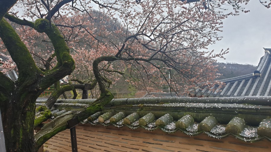 양지식당 이미지