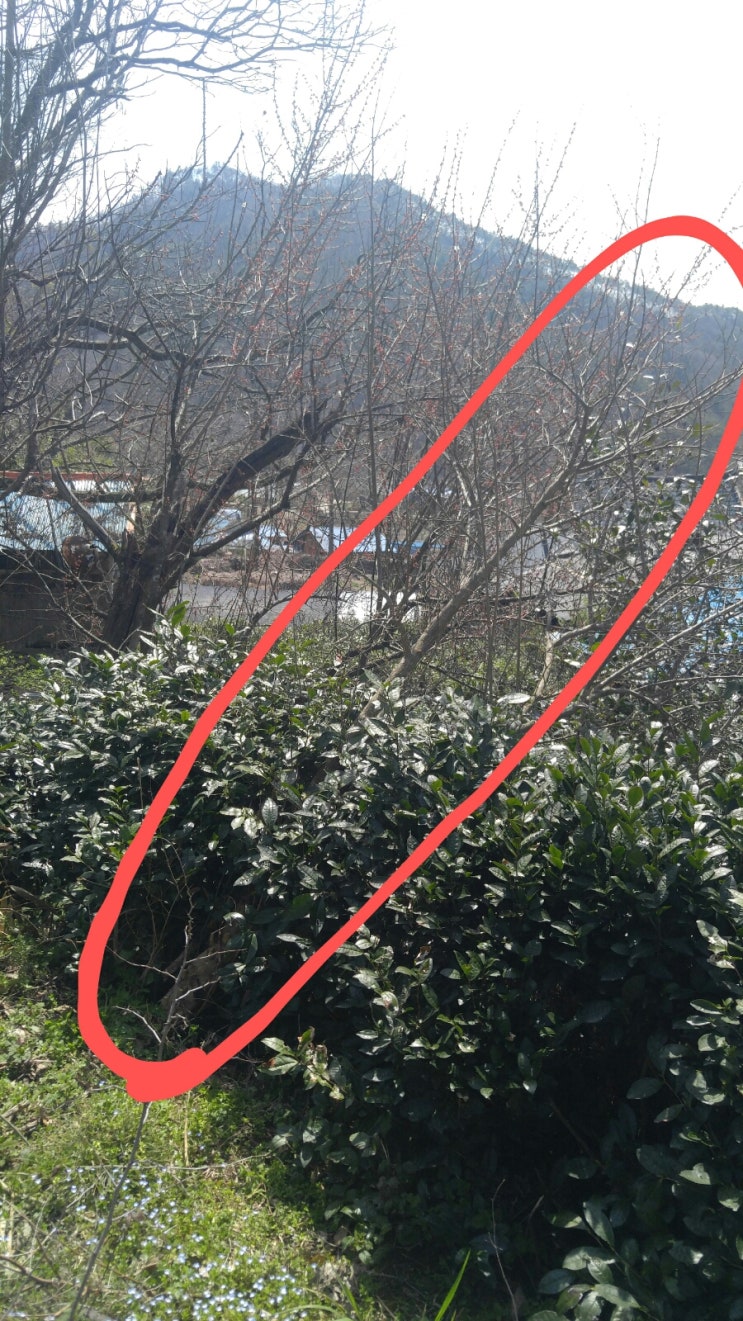 월인천강나비황차원 이미지