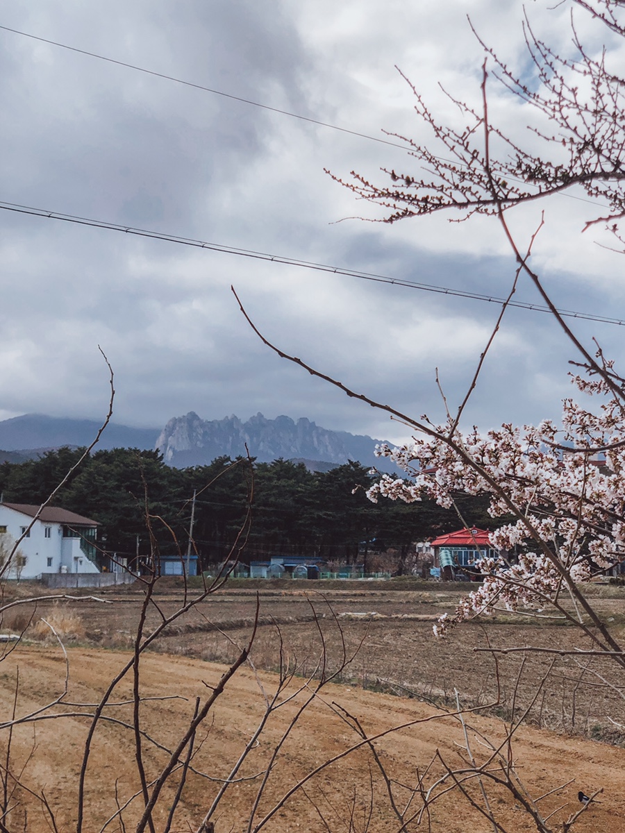 오성막국수 이미지