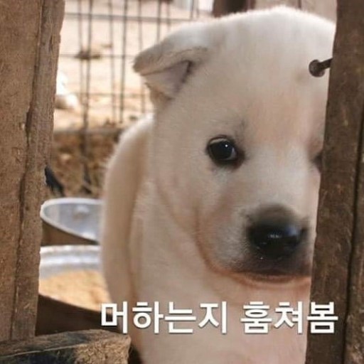 젠토리 이미지