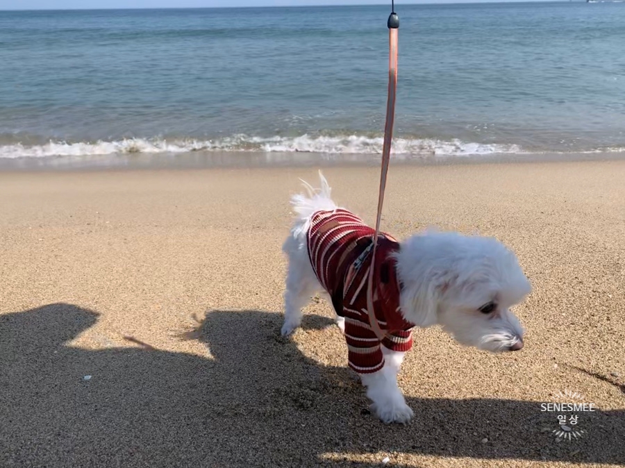 해뜨는창문애견동반오션뷰펜션 이미지