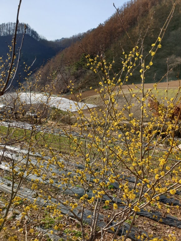 사계절야생화 이미지