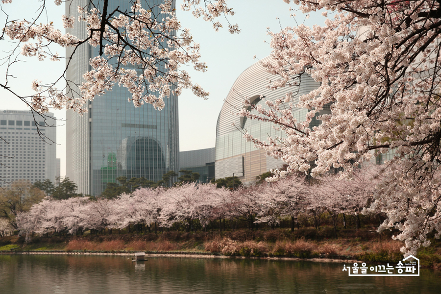 벚꽃사진관 이미지
