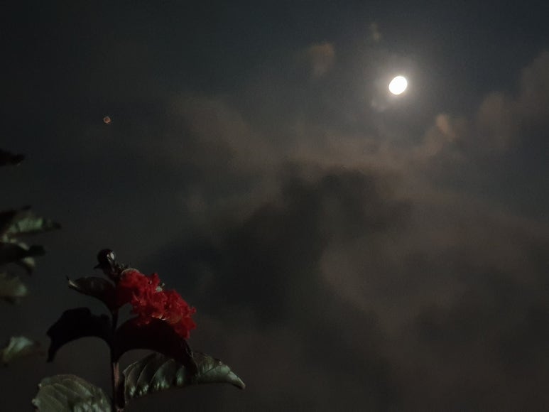 보름;꽃 이미지