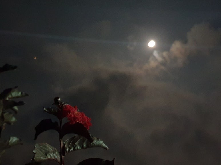 보름;꽃 이미지