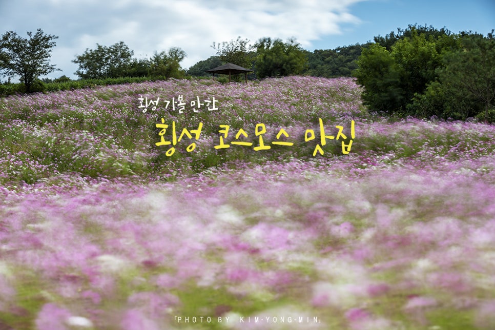 횡성코스모스맛집 이미지