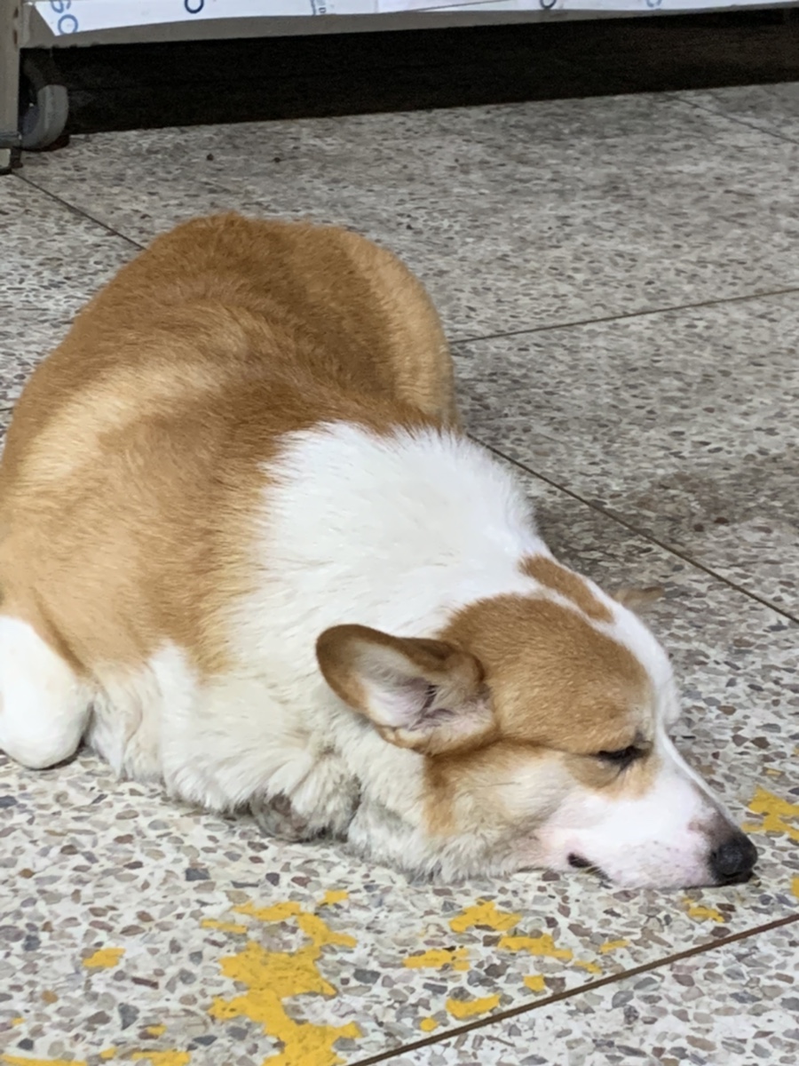 보리네포장마차 이미지