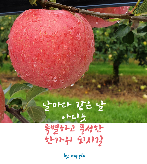 유애플 이미지