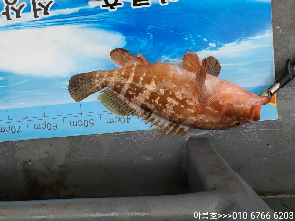 아름호 이미지