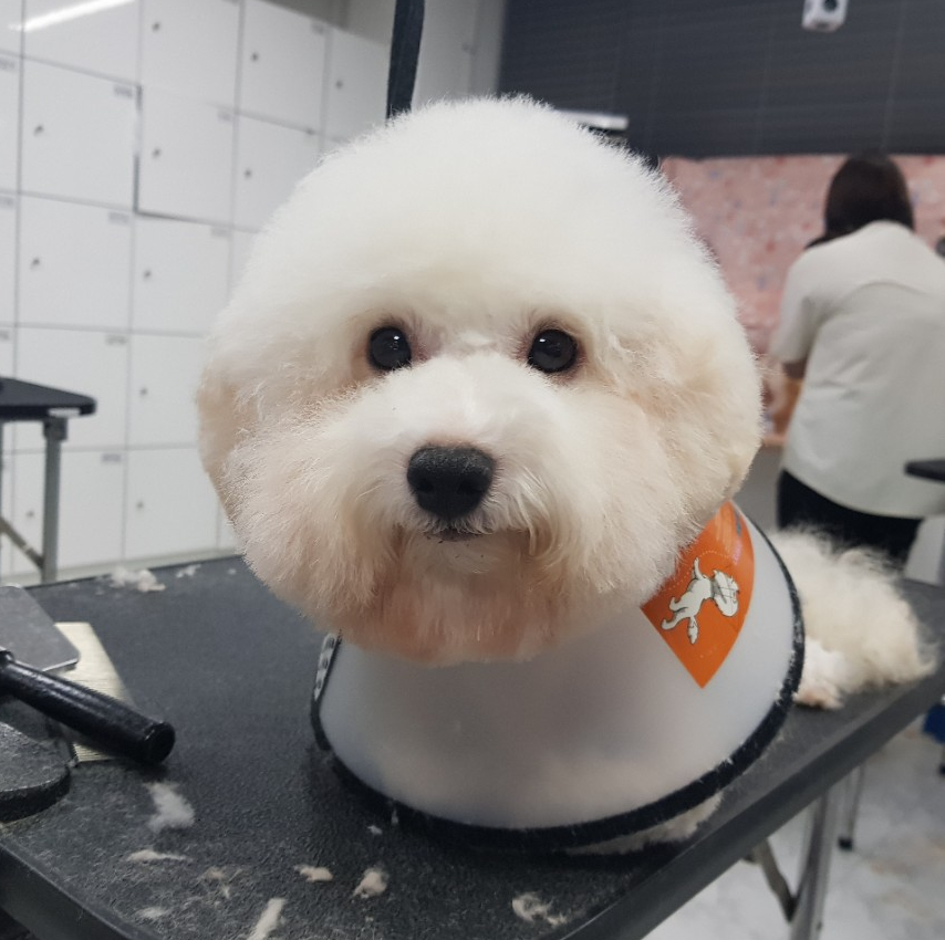 큐브애견미용학원 이미지