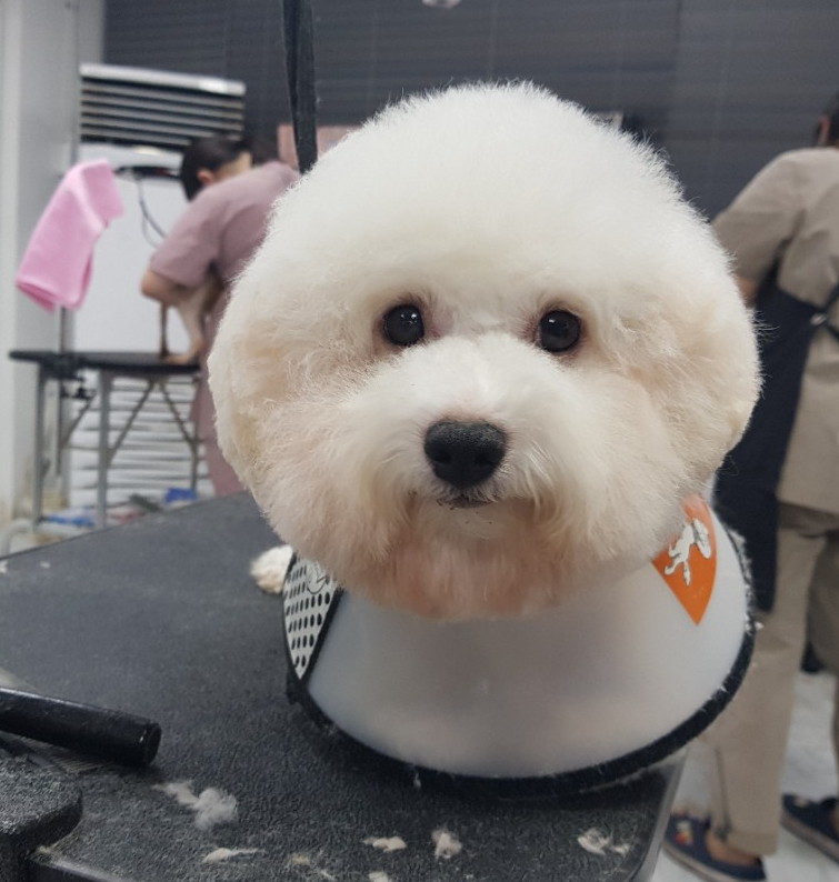 큐브애견미용학원 이미지