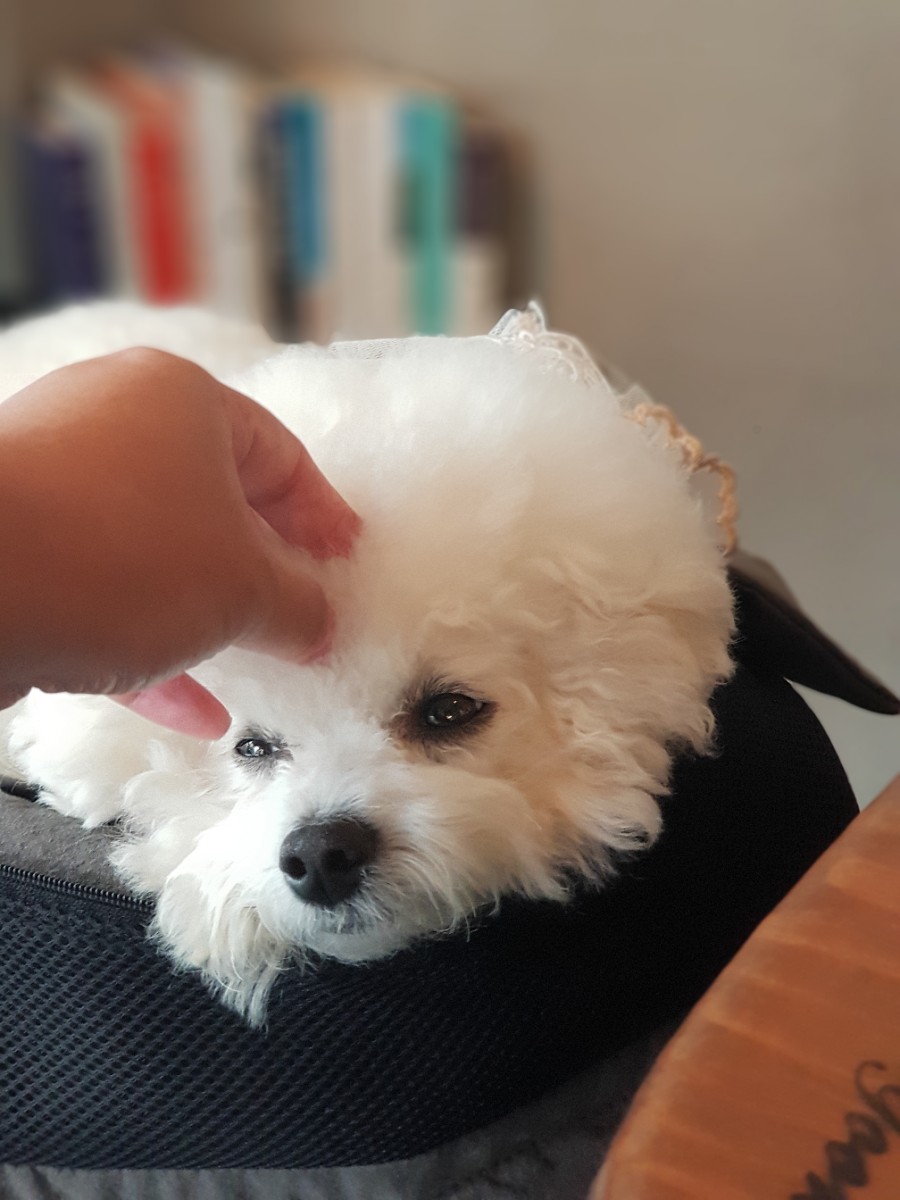 네네치킨 녹번점 이미지