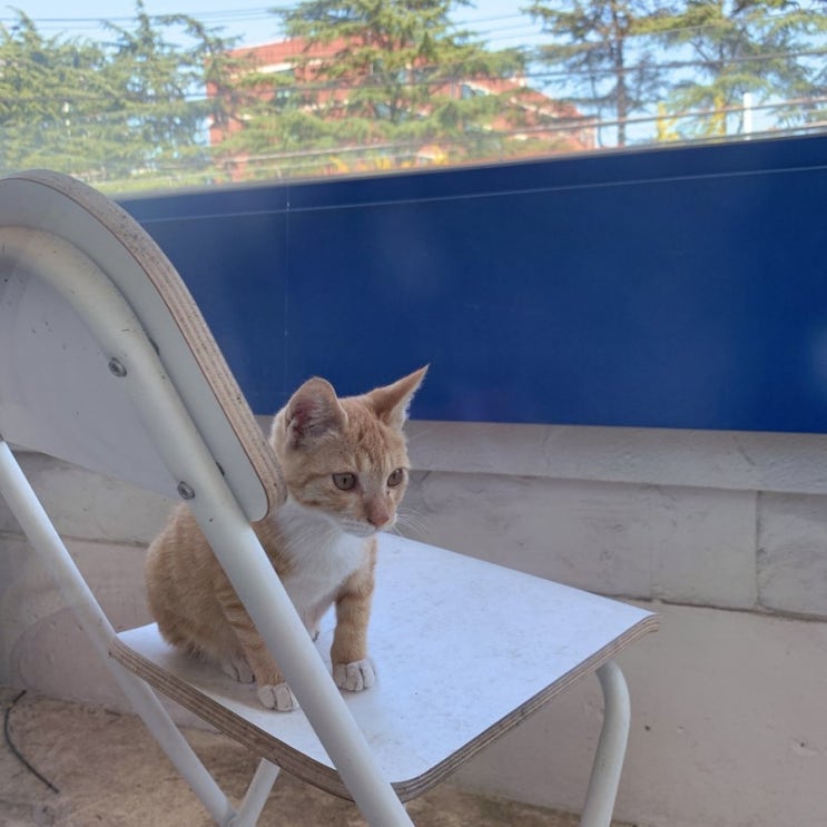 오디오디(ODOD) 이미지