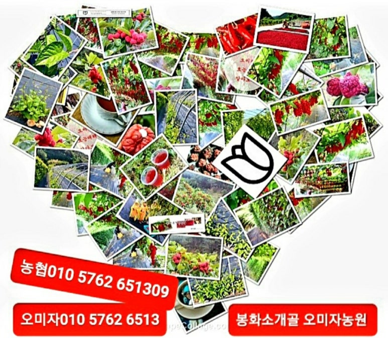 신지농원 이미지