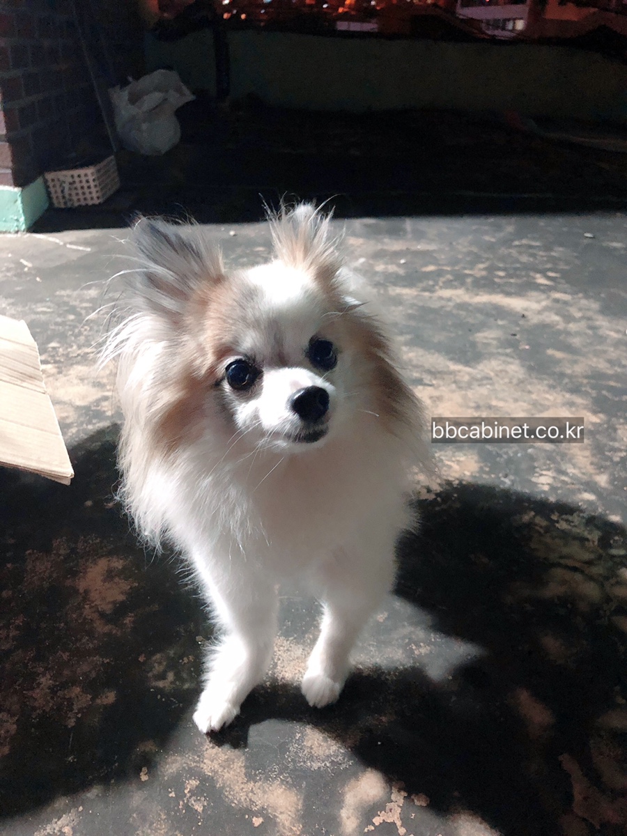 미트포레 이미지