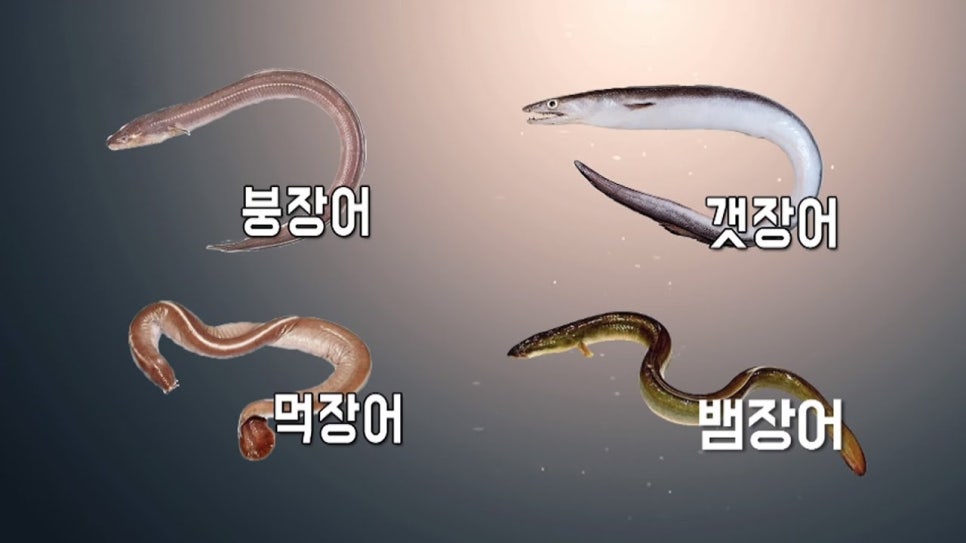 문자네통장어 이미지