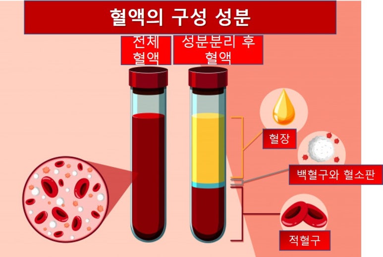 5-2-2. 돌고 도는 혈액(혈액의 구성성분, 혈액의 순환 경로) : 네이버 블로그