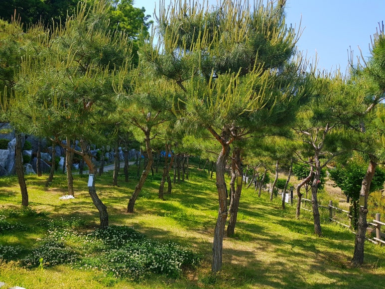 분당수목장 이미지